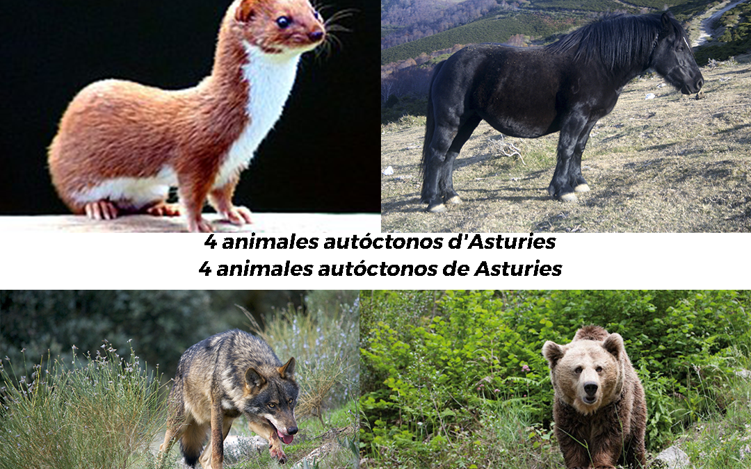 4 animales autóctonos de Asturies